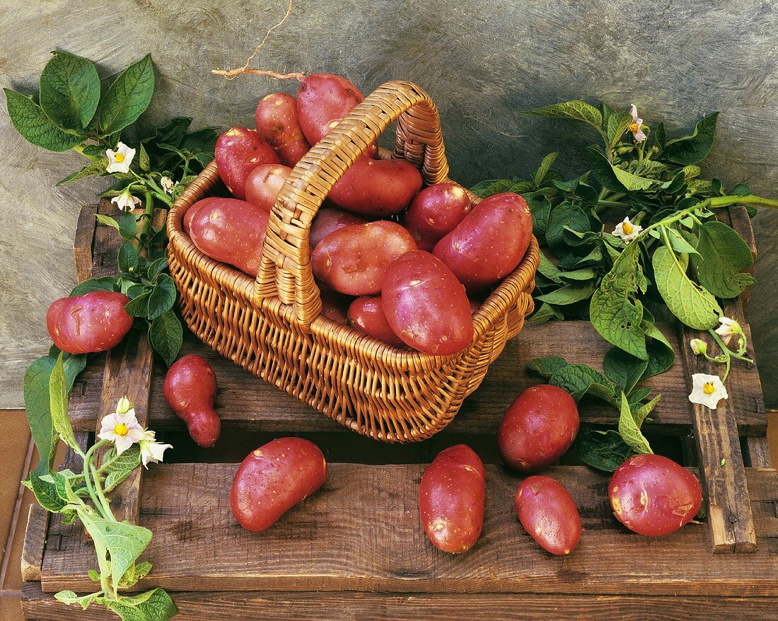 Rote Kartoffeln im Korb und Kartoffelpflanze