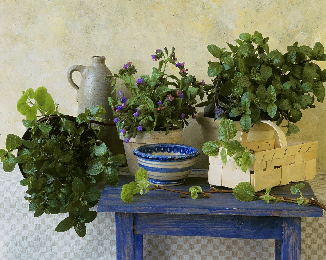 Still life with mint, lungwort and basil