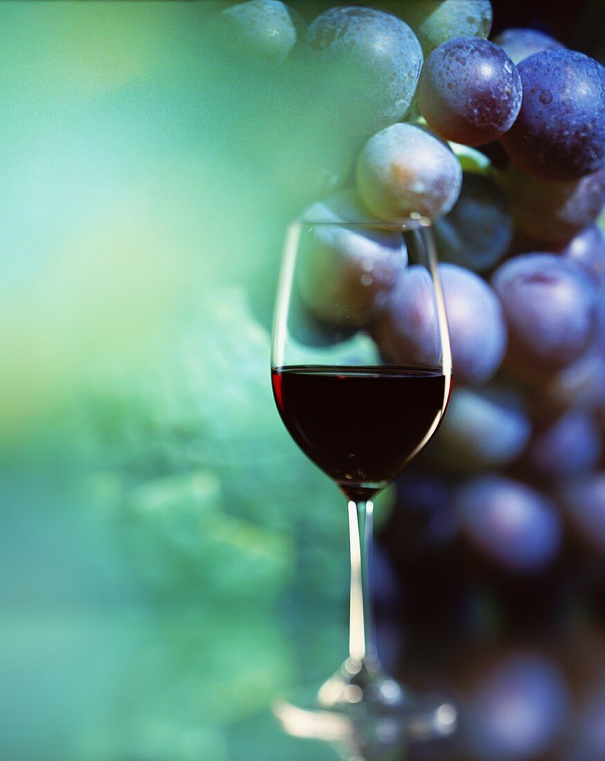 A glass of red wine and red wine grapes