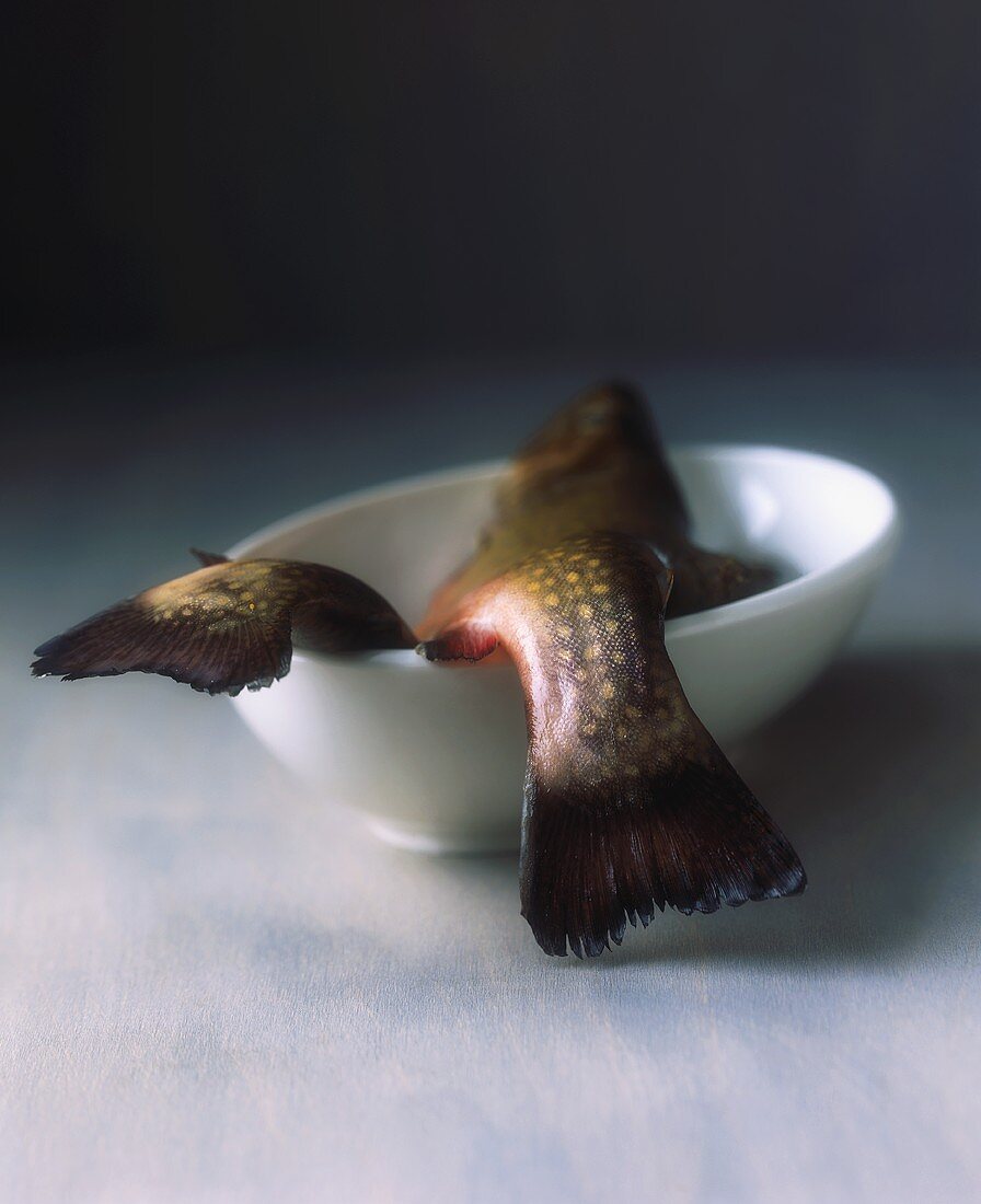 Two trout in a bowl