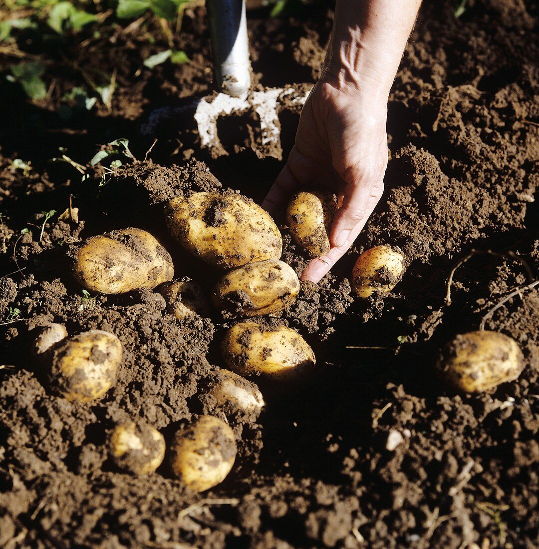 Kartoffelernte im Garten (Sorte: Sieglinde)