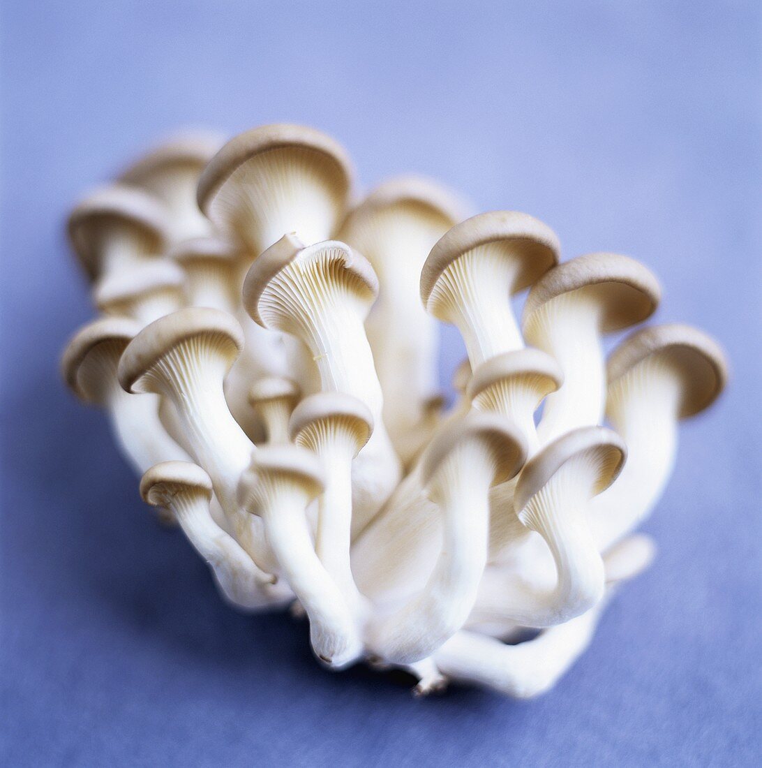 Oyster mushrooms