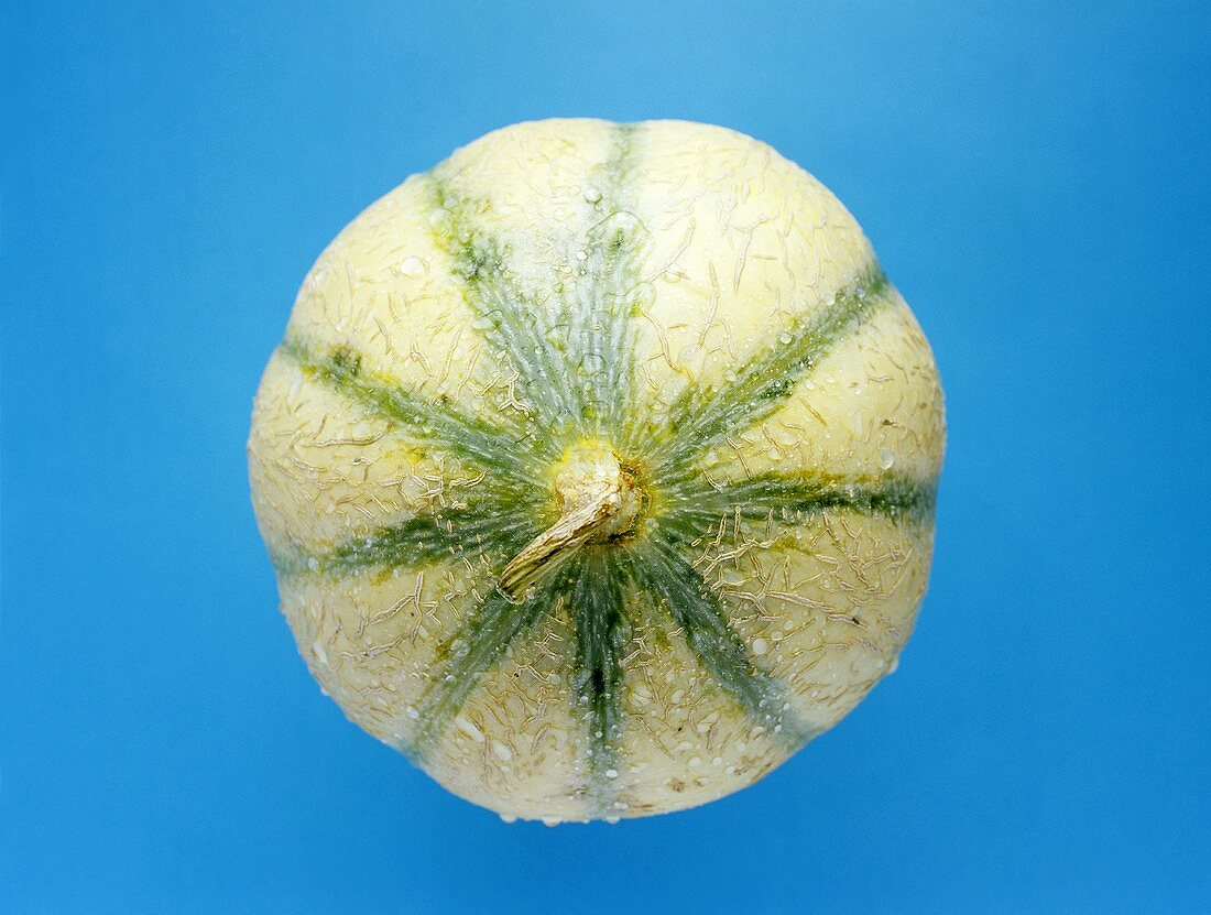 Eine Cavaillon- Melone