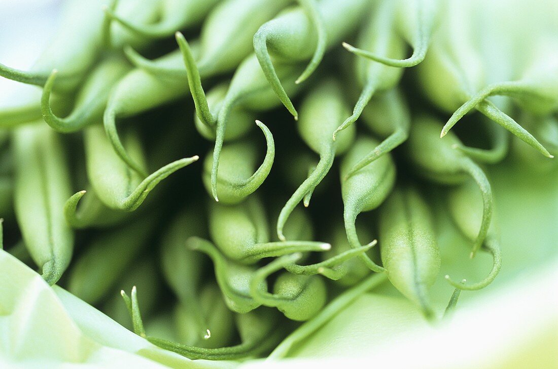 Green beans