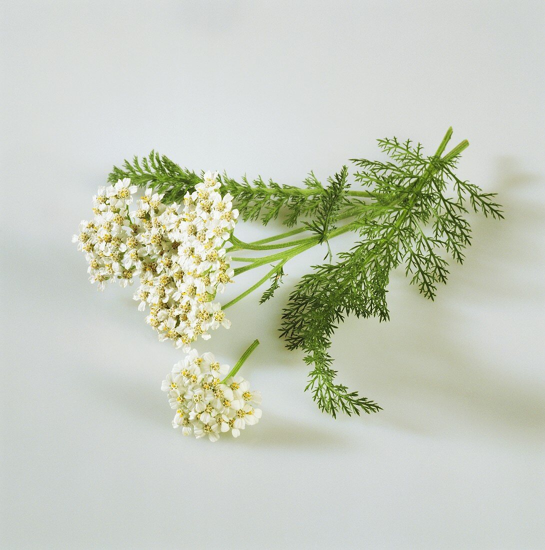 Yarrow with flowers