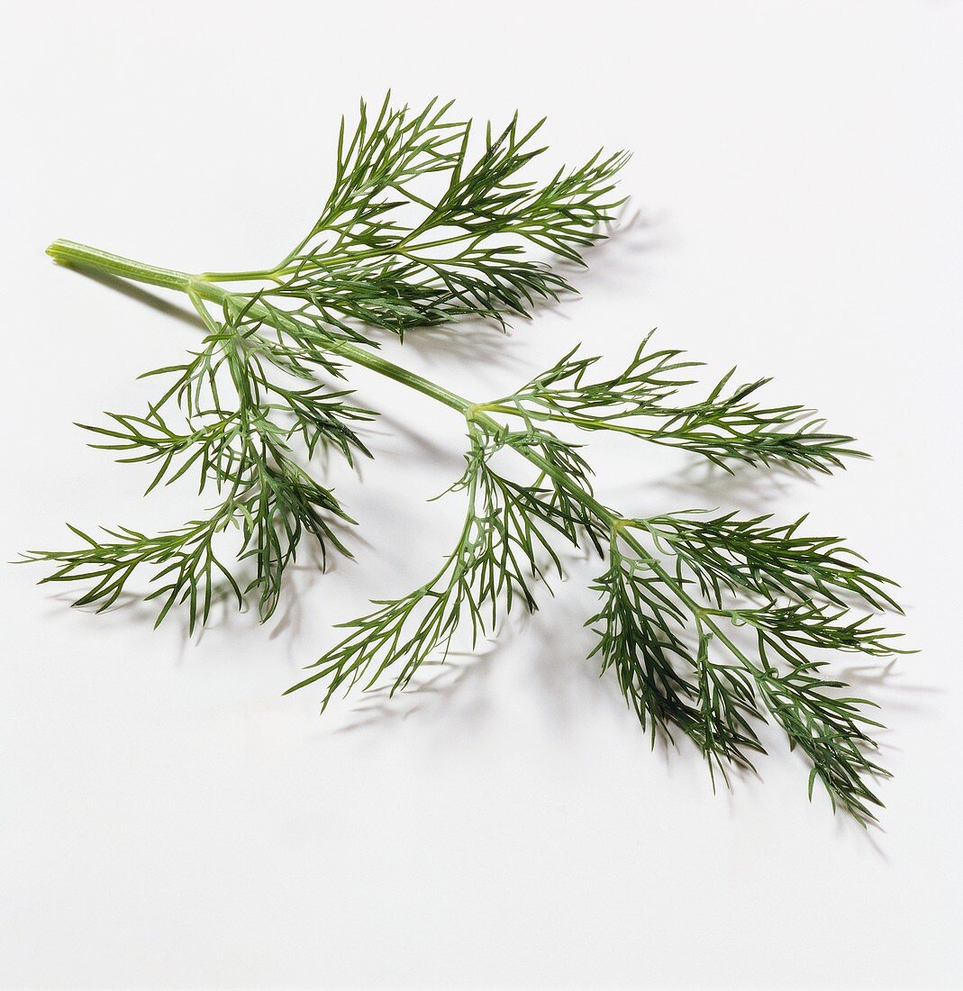 A sprig of dill