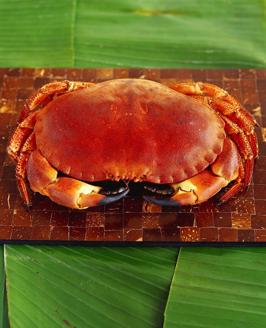 Crab