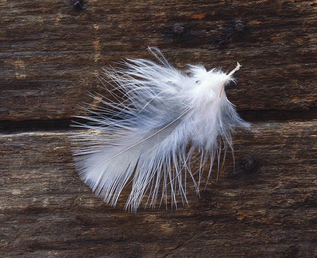 A white poultry feather