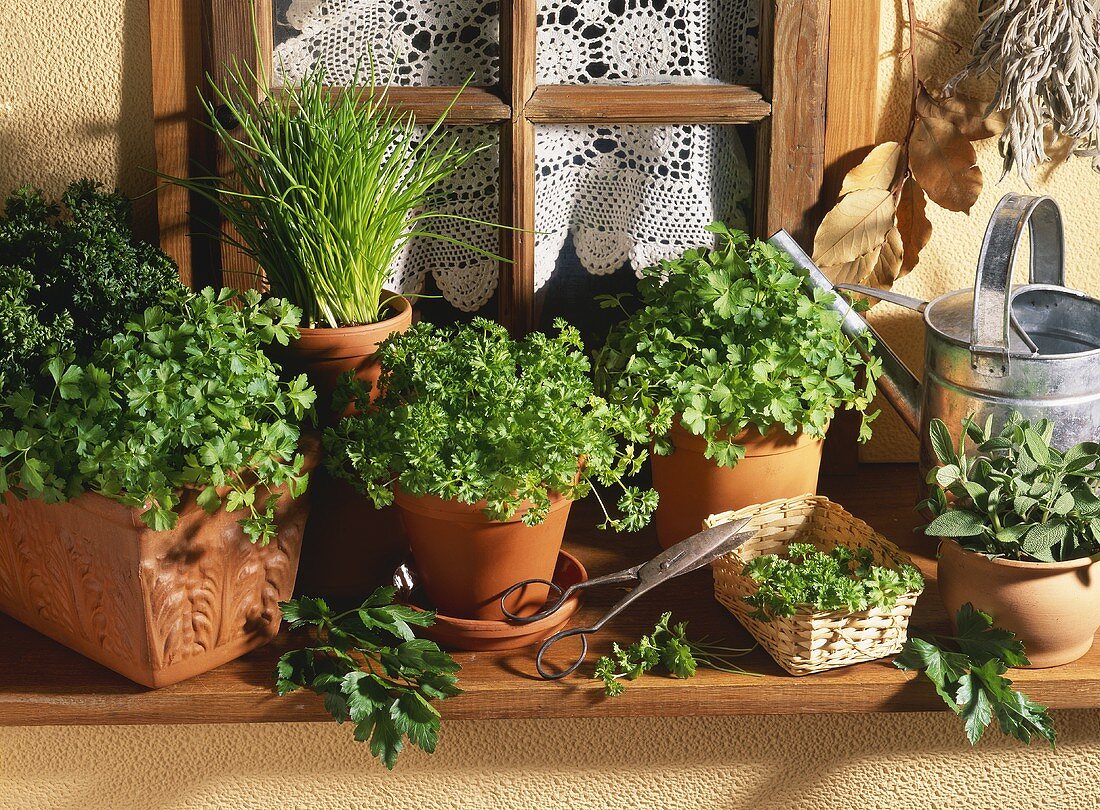 Herb pots on a window sill