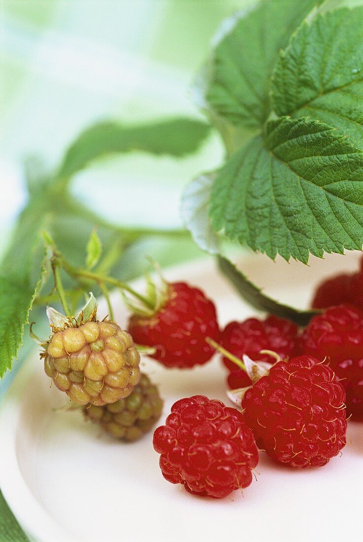 Ripe and unripe raspberries