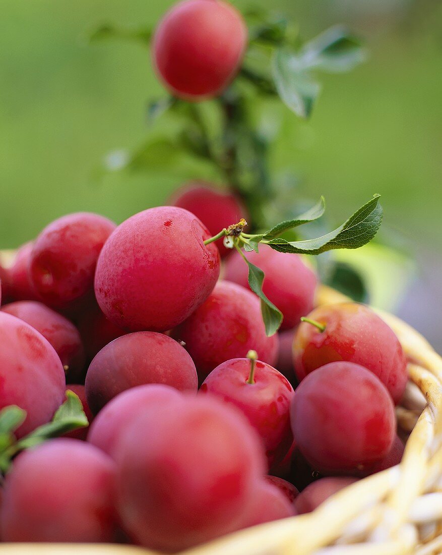 Rote Pflaumen in einem Korb