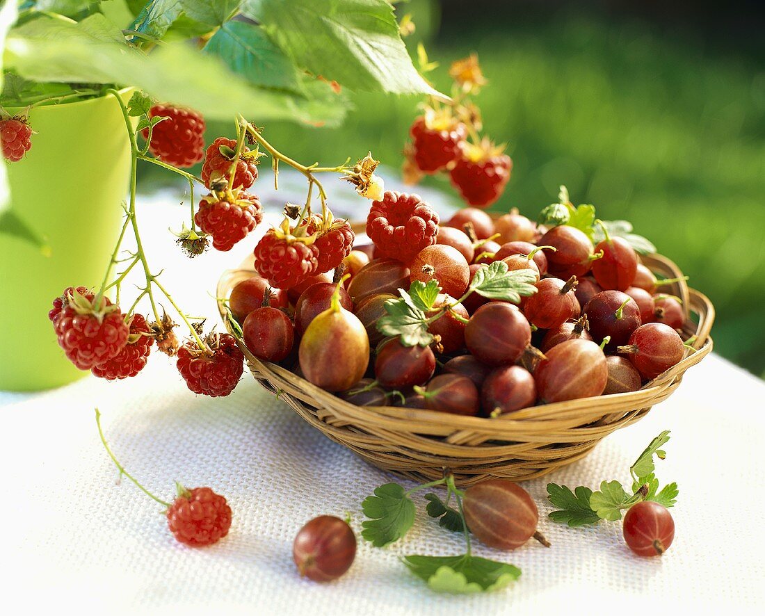 Stachelbeeren und Himbeeren