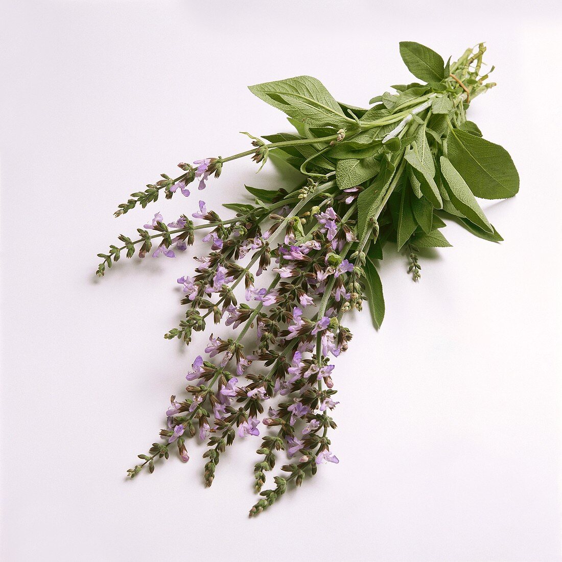 A bunch of flowering sage