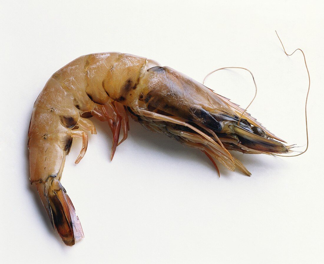 A fresh shrimp