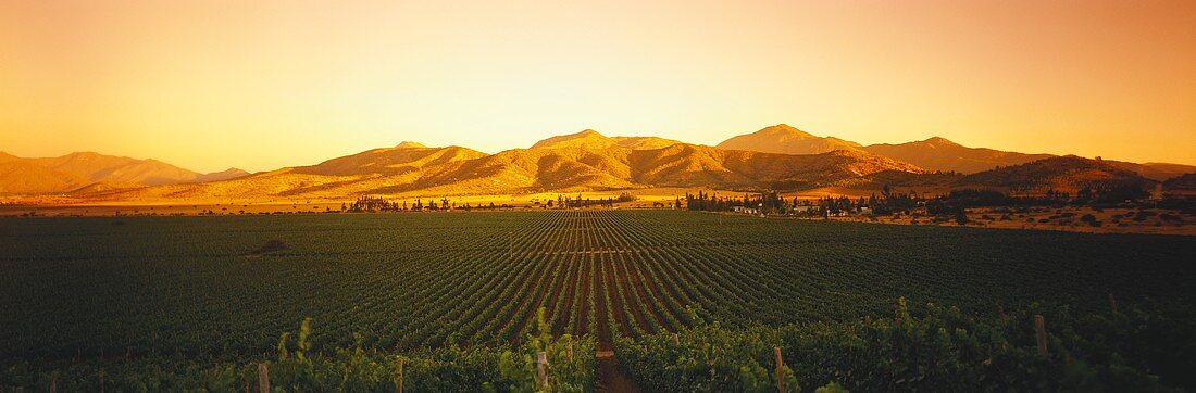 Weinanbaugebiet bei Sonnenuntergang, Casablanca Valley, Chile