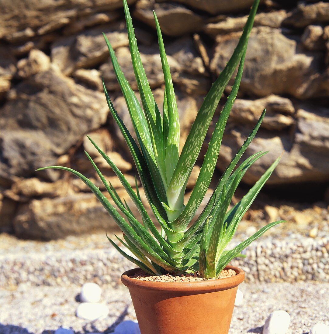 Aloe vera in pot in front of stone wall