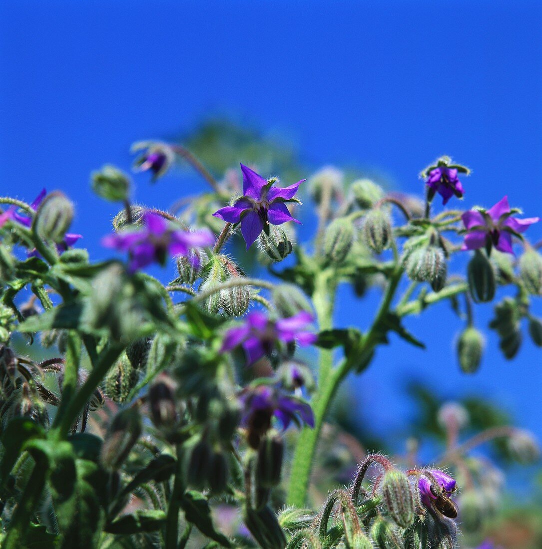 Blühender Borretsch vor blauem Himmel