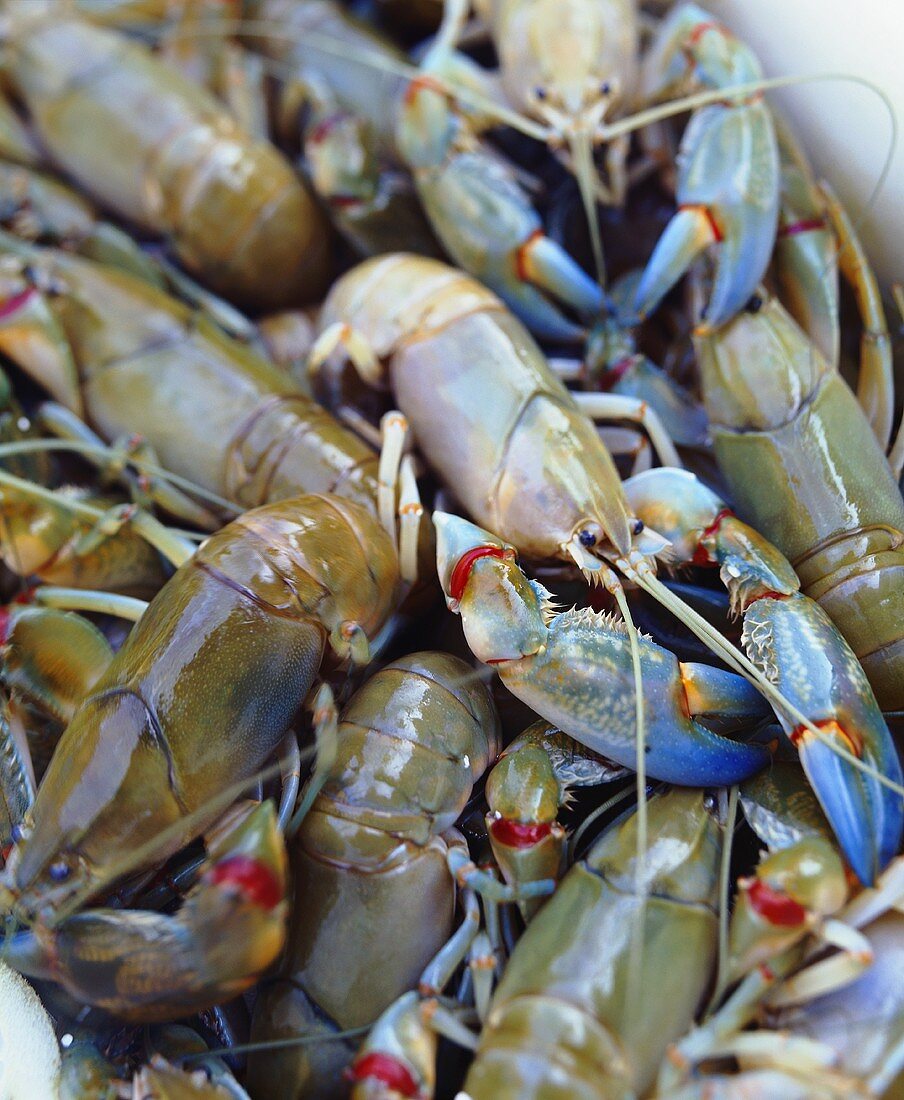 Frische Yabbies (Australkrebse)