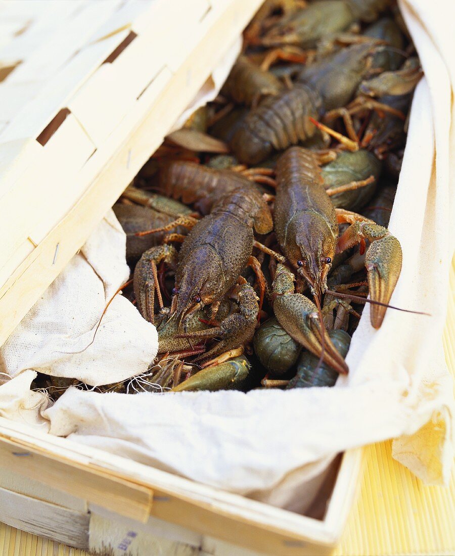 European freshwater crayfish in woodchip basket