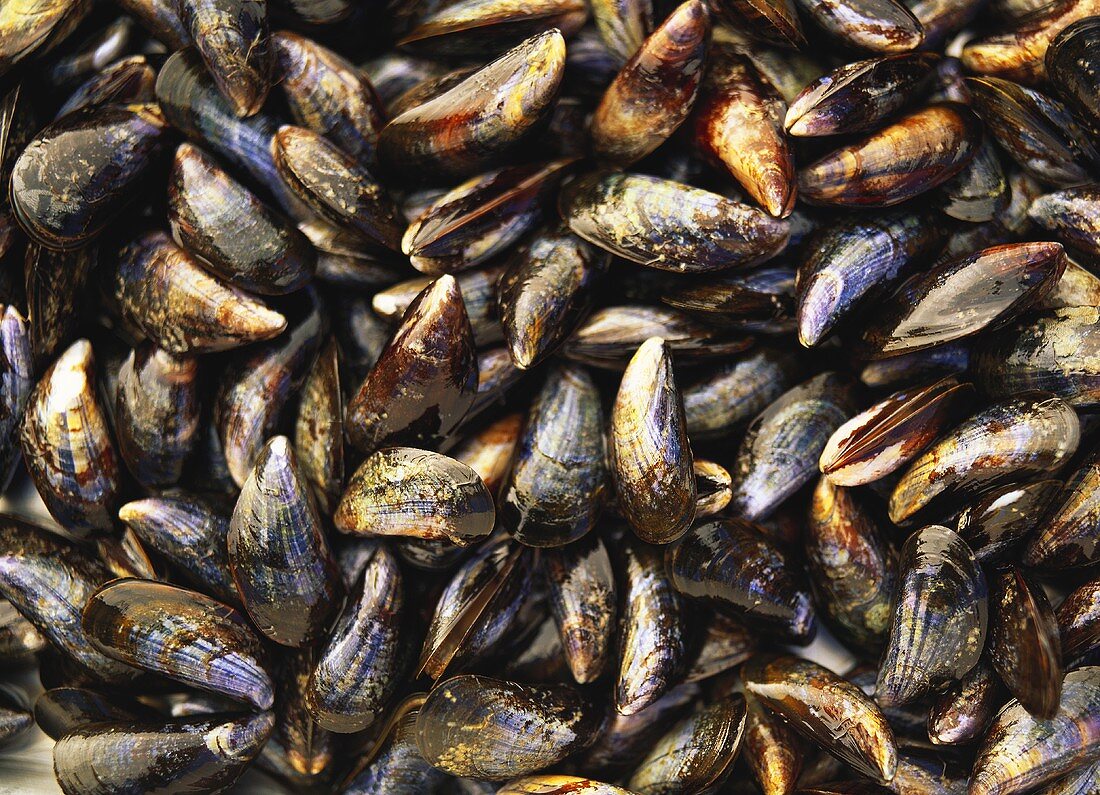 Mussels (filling the picture)