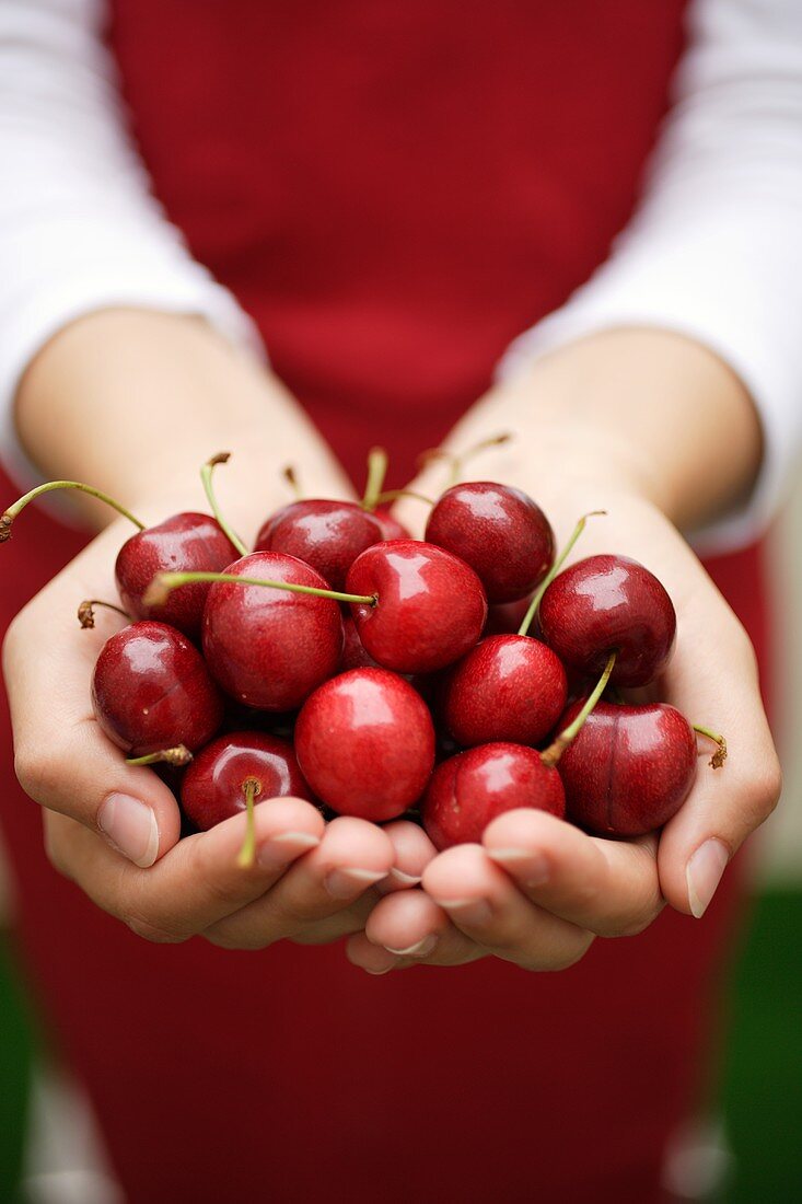 Hands holding fresh heart cherries