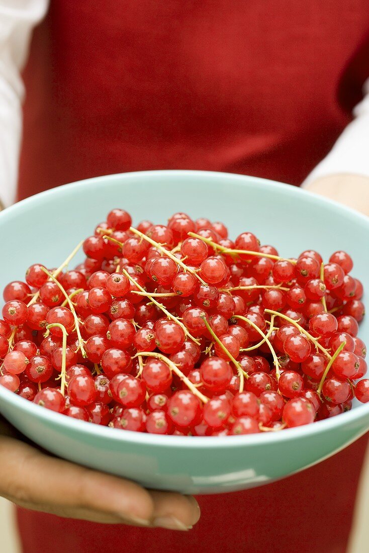 Hände halten eine Schüssel mit frischen roten Johannisbeeren