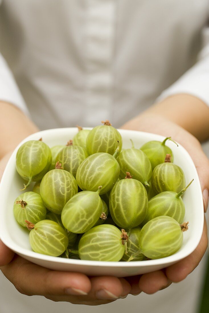 Hands holding a bowl of fresh gooseberries