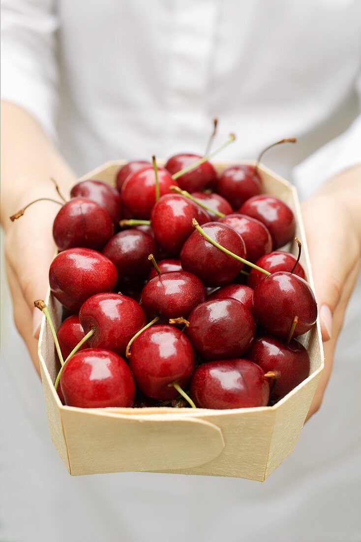 Hands holding woodchip box of fresh cherries