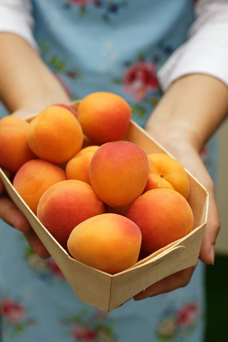 Hands holding woodchip box of fresh apricots