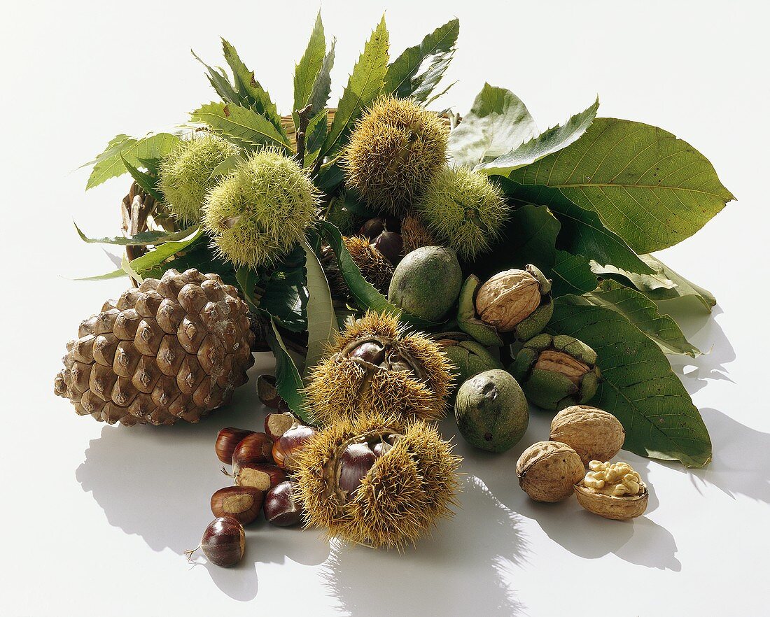 Still life with chestnuts, pine cones and walnuts