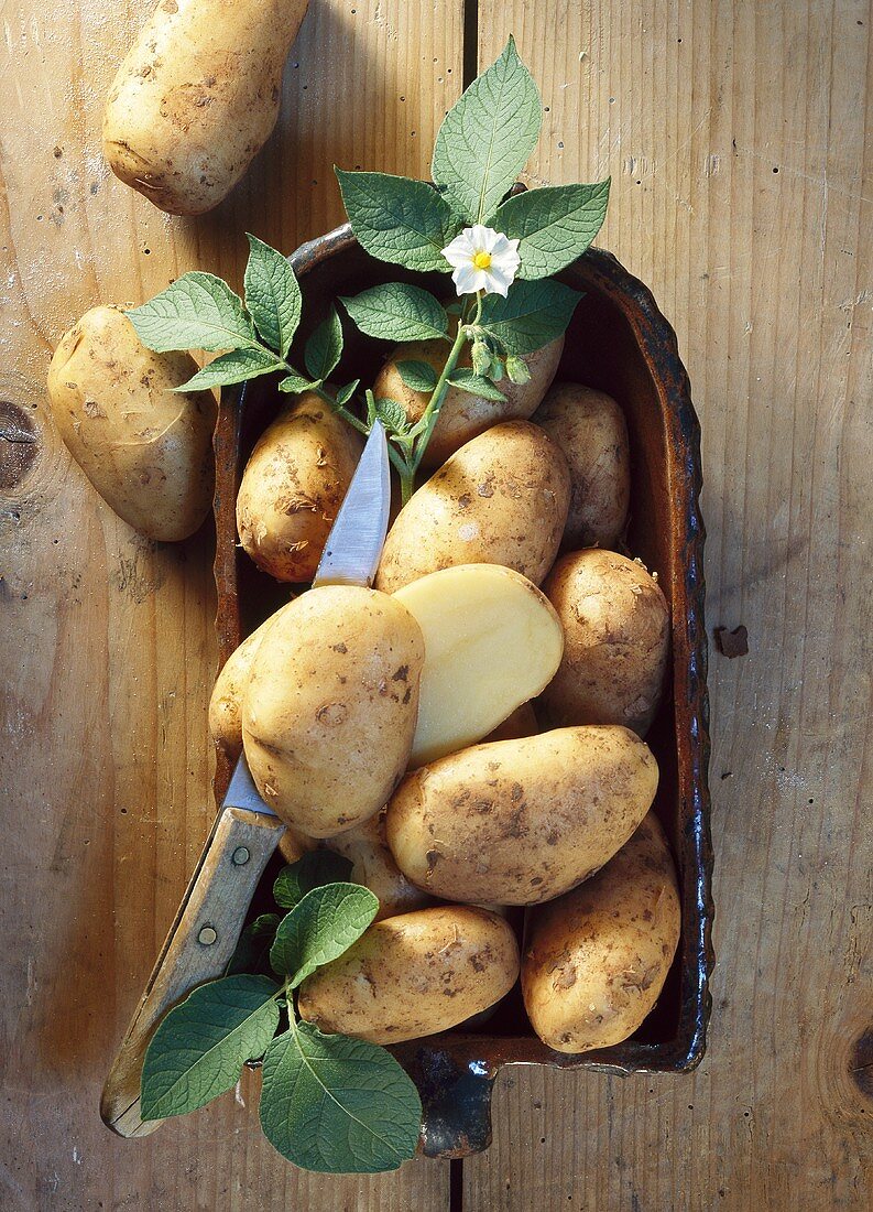Potatoes (variety: Sieglinde)