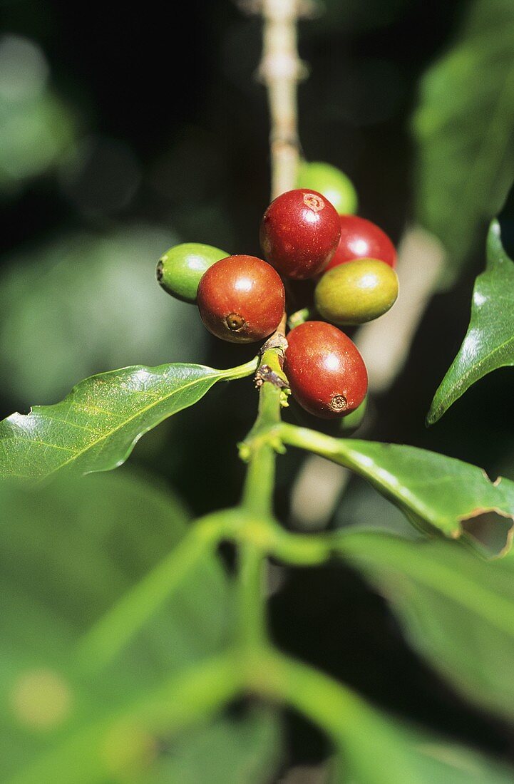 Fruits of the coffee plant