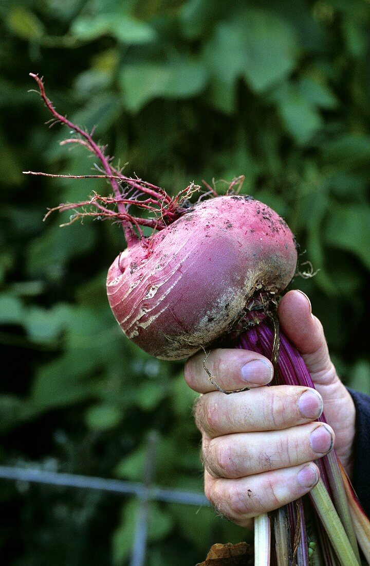 Hand holding beetroot