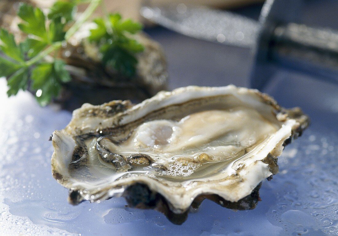 Portuguese cupped oyster 'Fines de Claires'