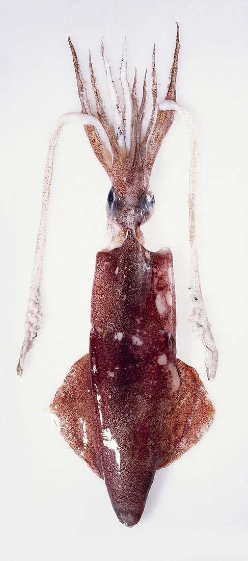 Common European squid