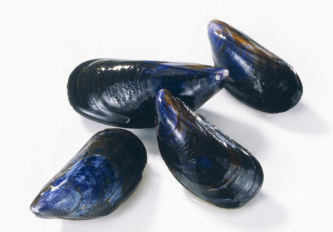 Four 'Bouchot' mussels (France)
