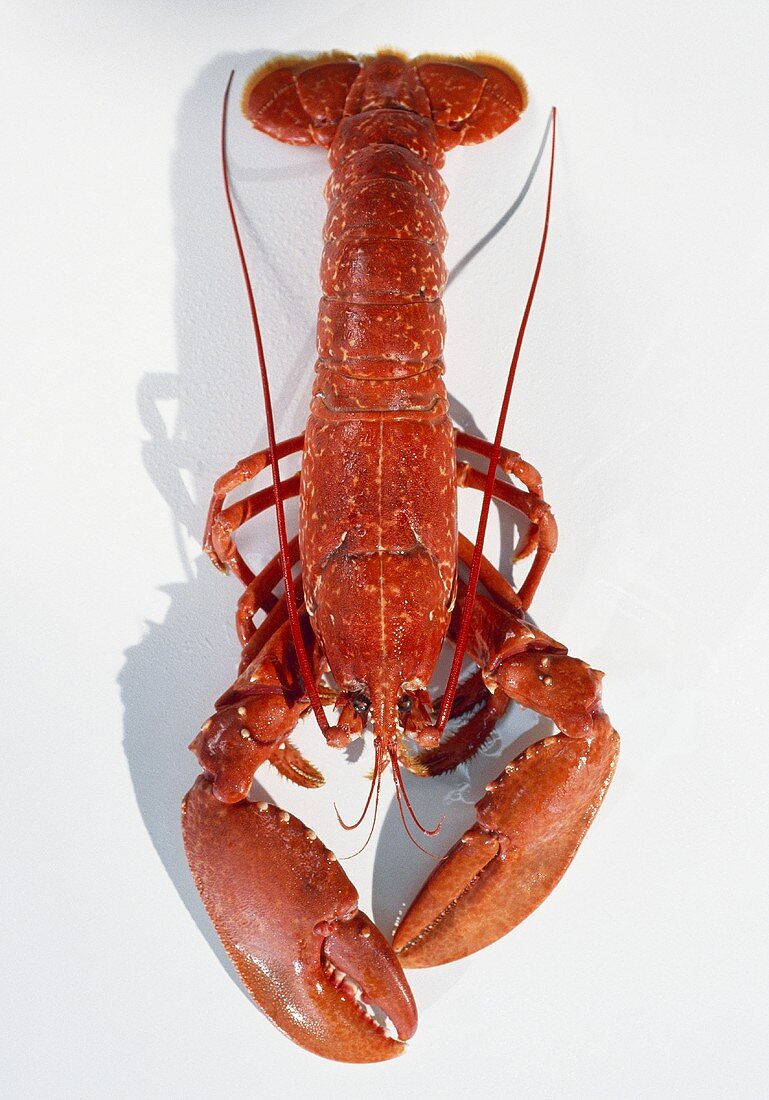 A European lobster, cooked