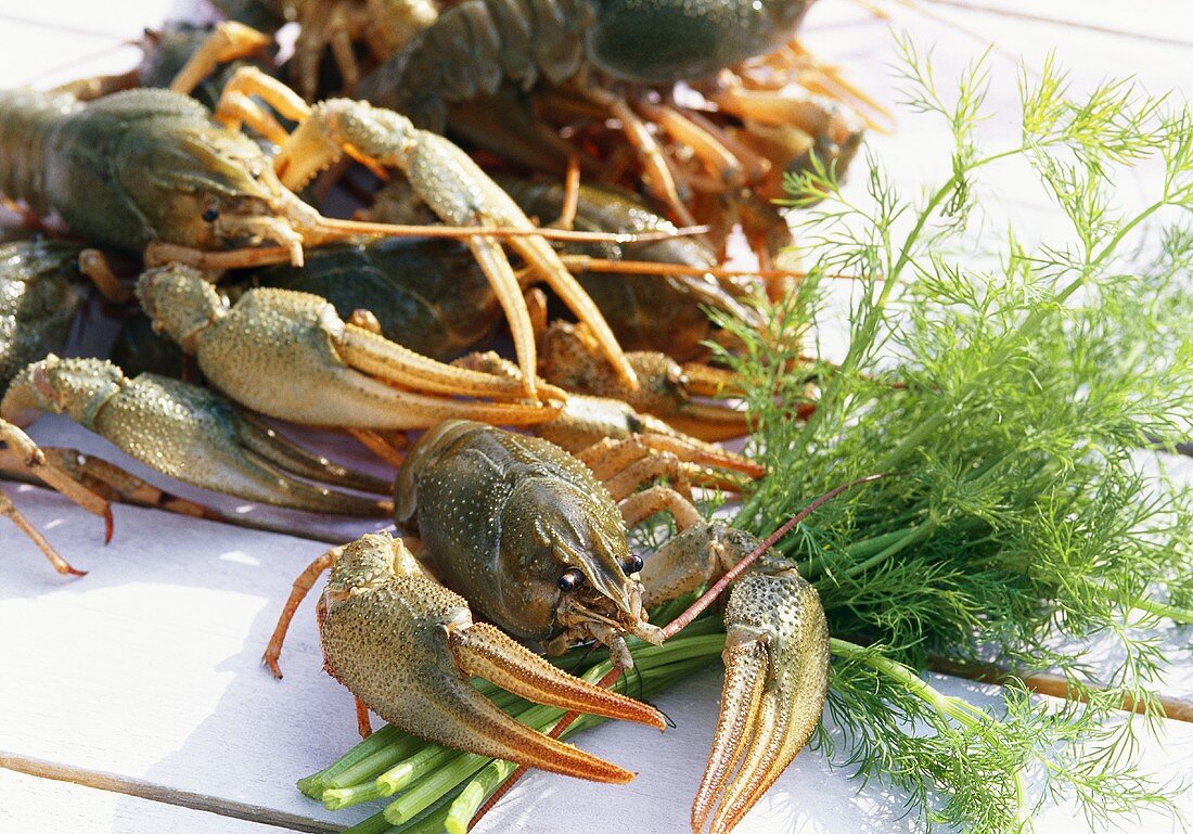 Swamp crayfish with dill