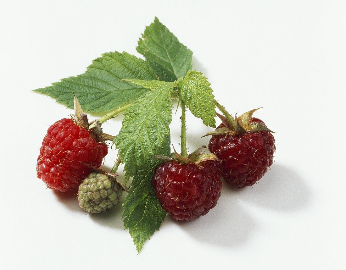 Herbsthimbeeren (Autumn bliss)