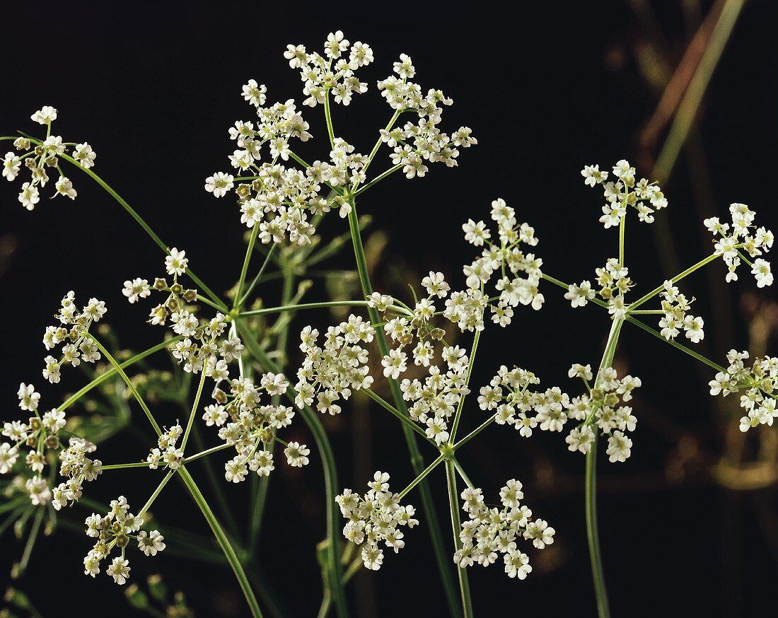 Flowering caraway plant