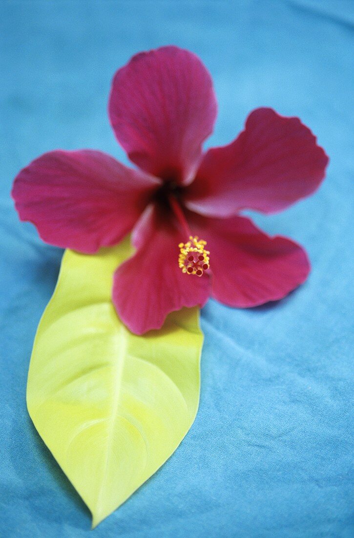 Hibiscus flower with leaf