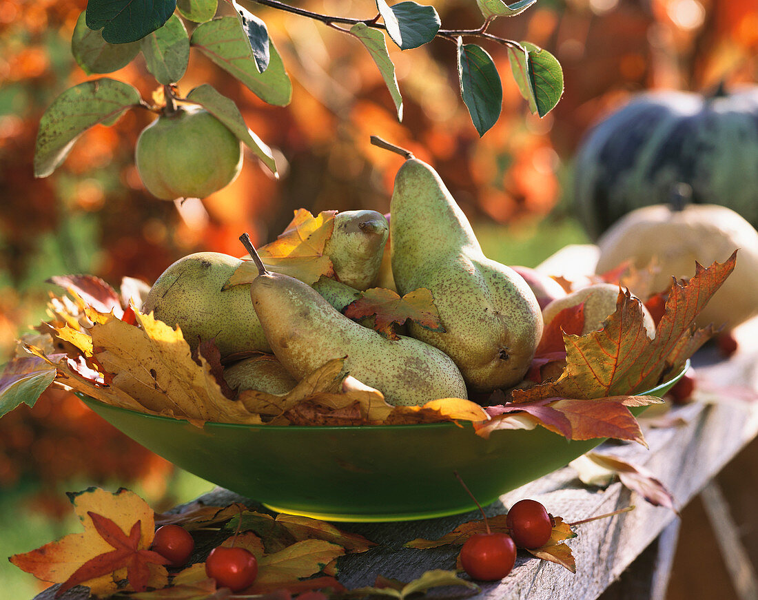 Pears on maple leaves