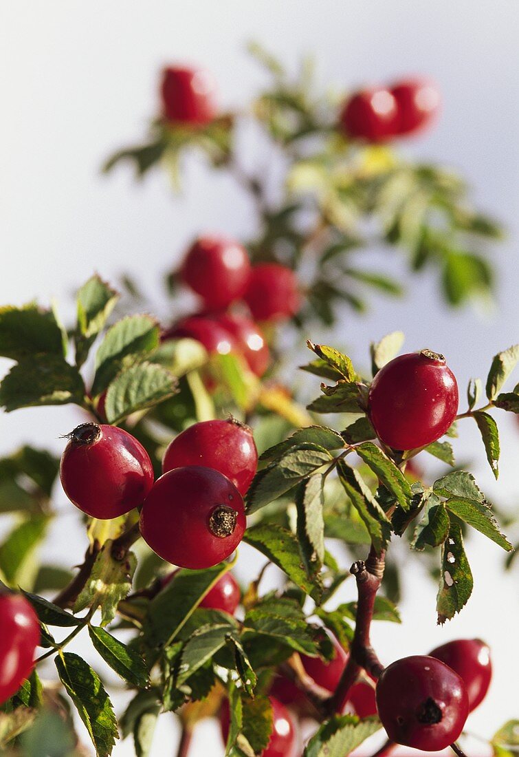 Rose hips on the bush