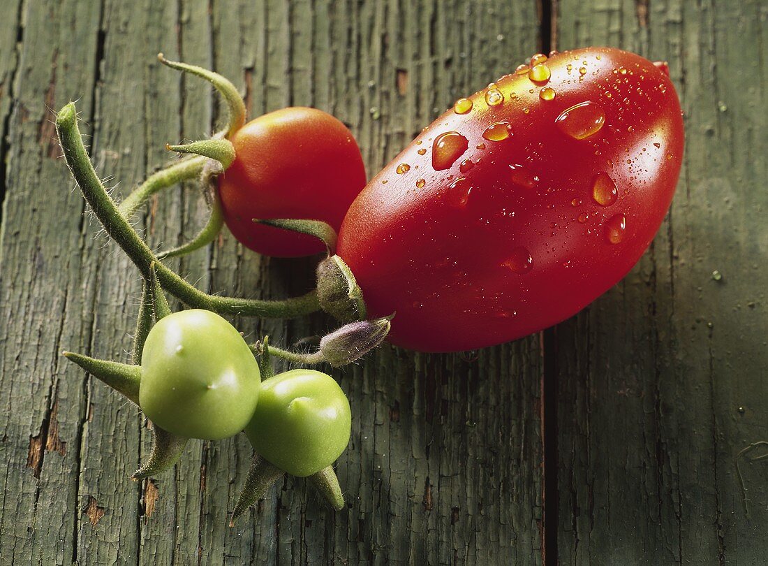 Zwei rote und zwei grüne Tomaten am Zweig