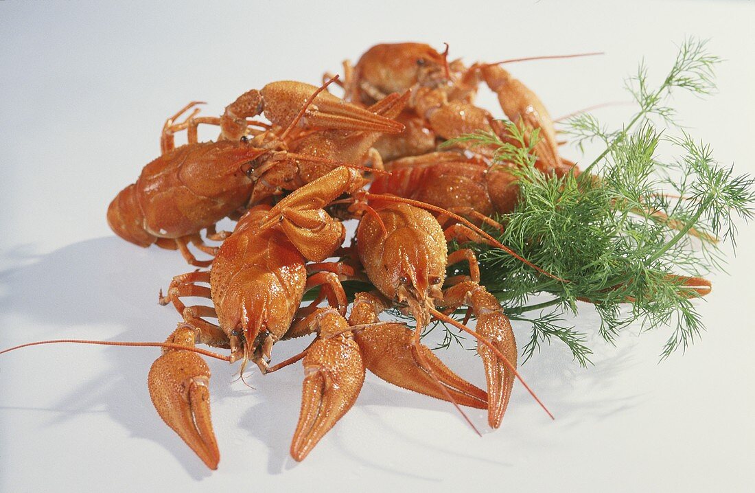 Cooked swamp crayfish with dill sprig