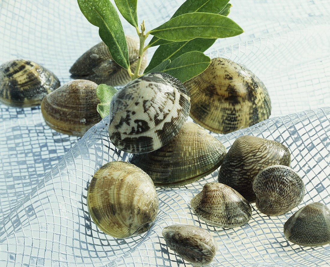 Still life with mussels