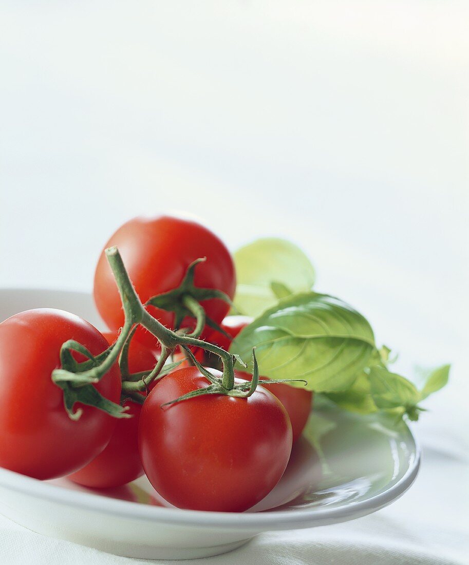 Stillleben mit Tomaten und Basilikum