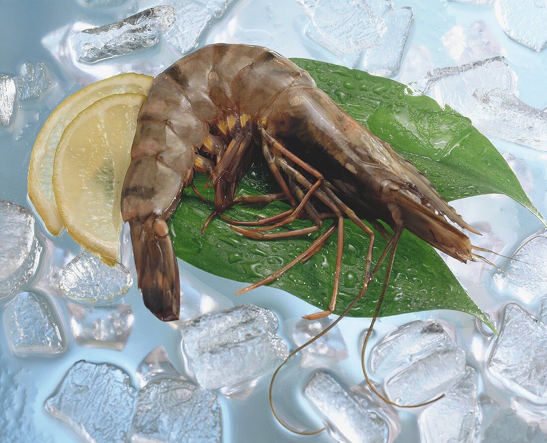 Tiger prawn on ice