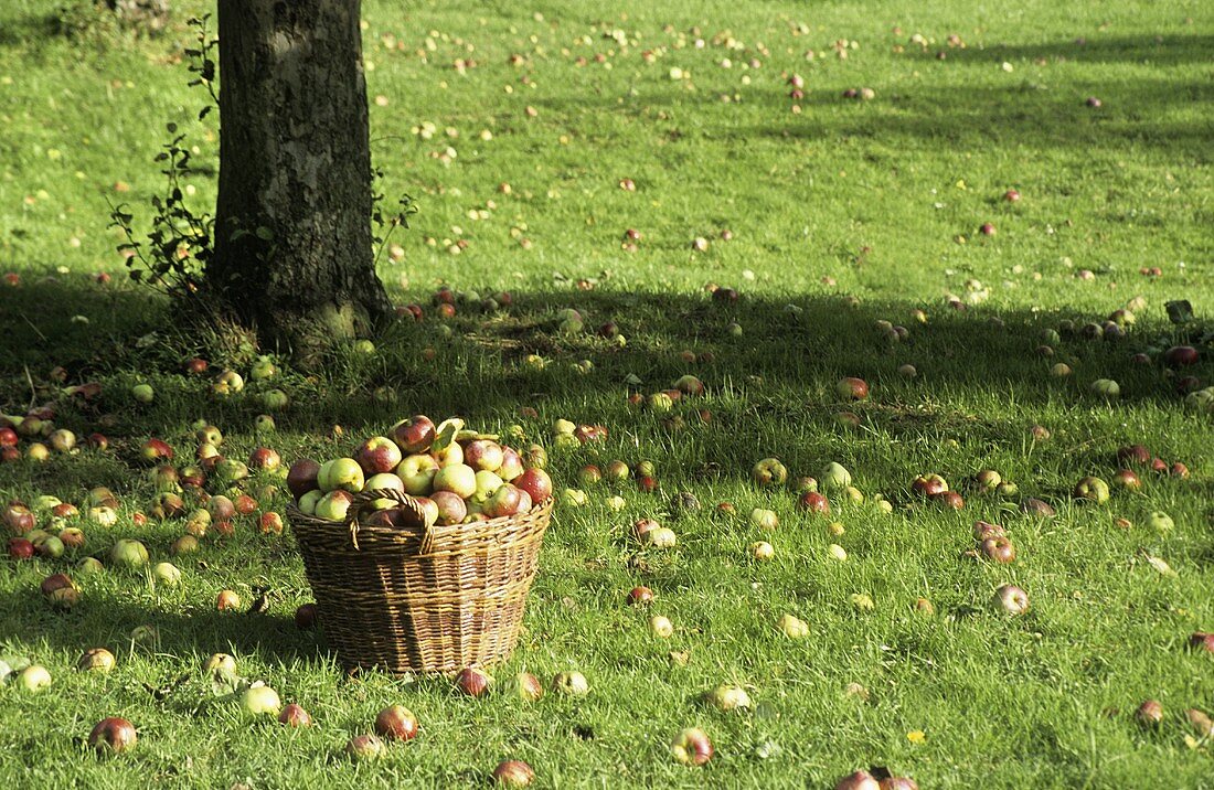 Korb mit Äpfeln unter einem Baum