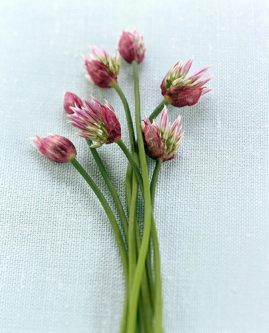 Schnittlauch mit Blüten